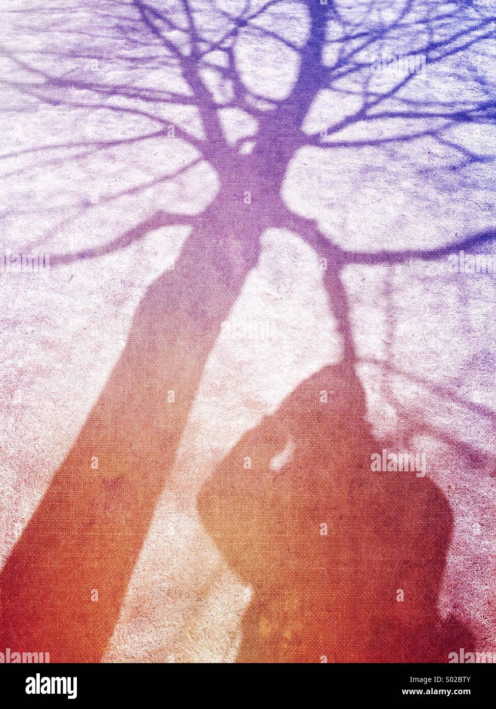 Fotograf und Baum Schatten. Stockfoto