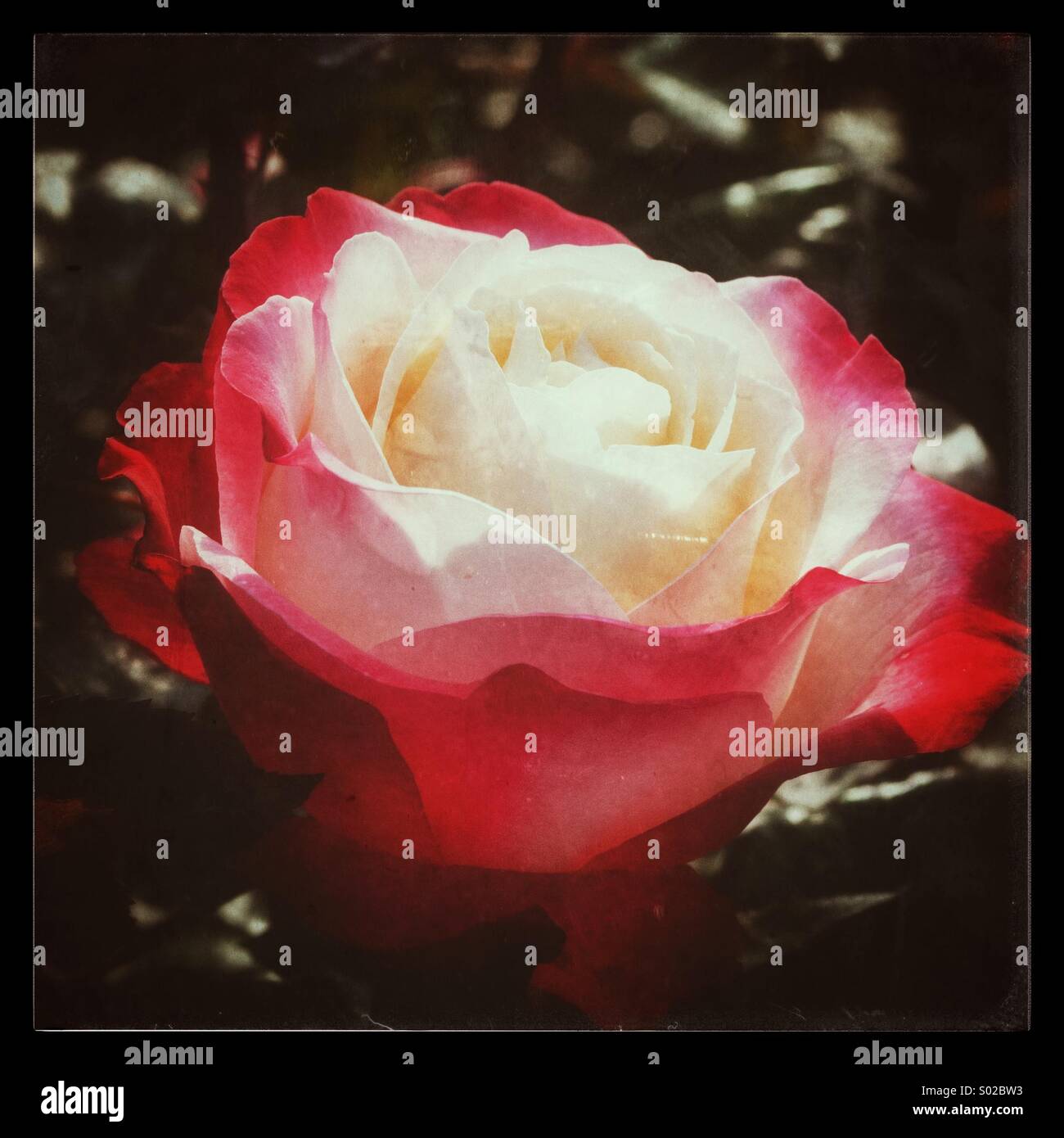Rose - Smartphone-aufgenommenes Stockfoto