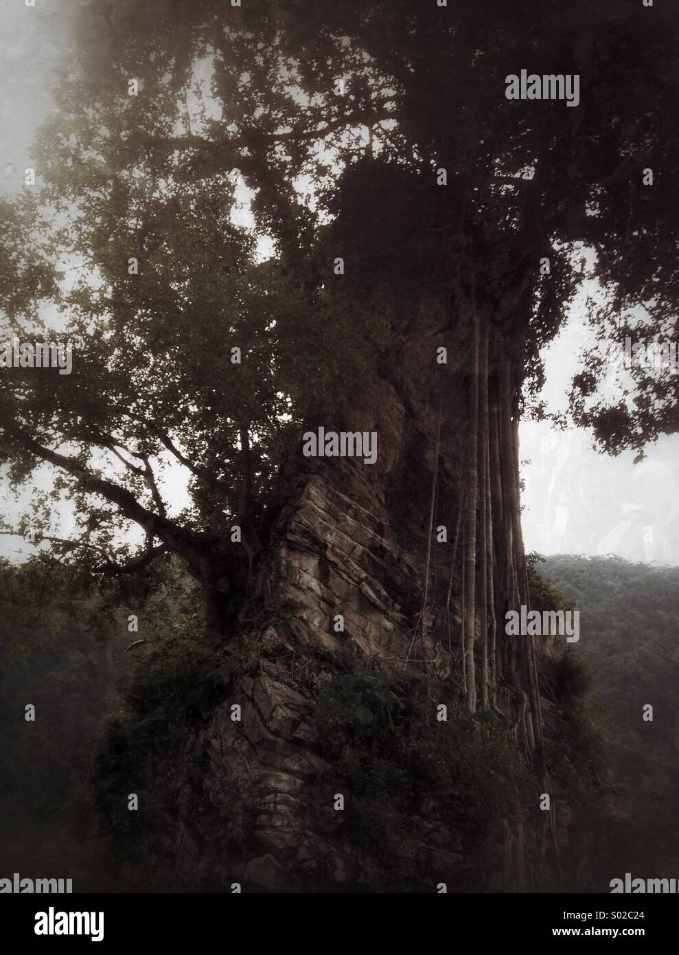 Alter Baum - Smartphone-aufgenommenes Stockfoto