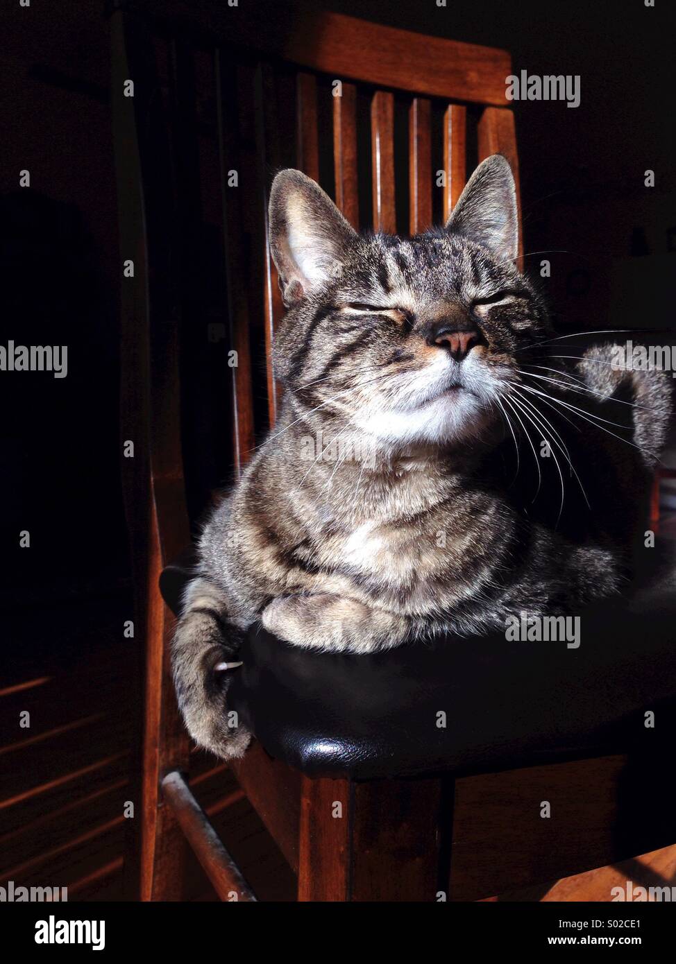 Katze einen Sonnenstrahl zu genießen. Stockfoto