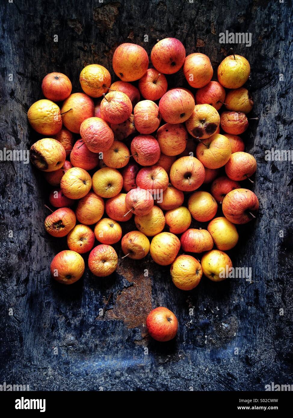 Faulenden Äpfeln in Metall Schubkarre Stockfoto