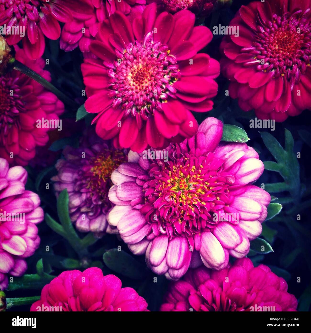 Zu Blumen Stockfotos und -bilder Kaufen - Alamy