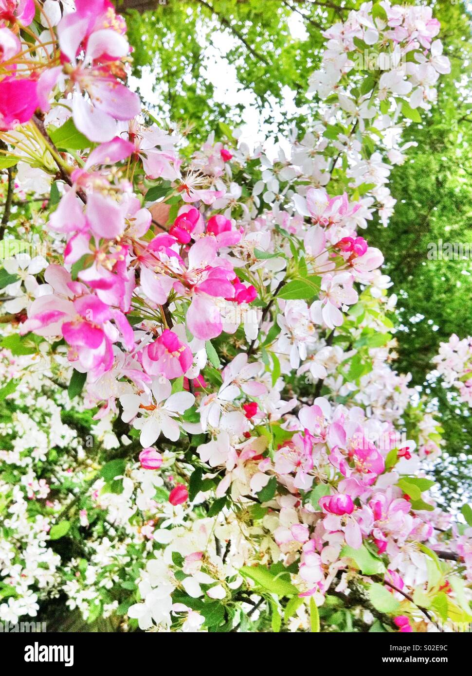 Rosa Frühlingsblüten Stockfoto