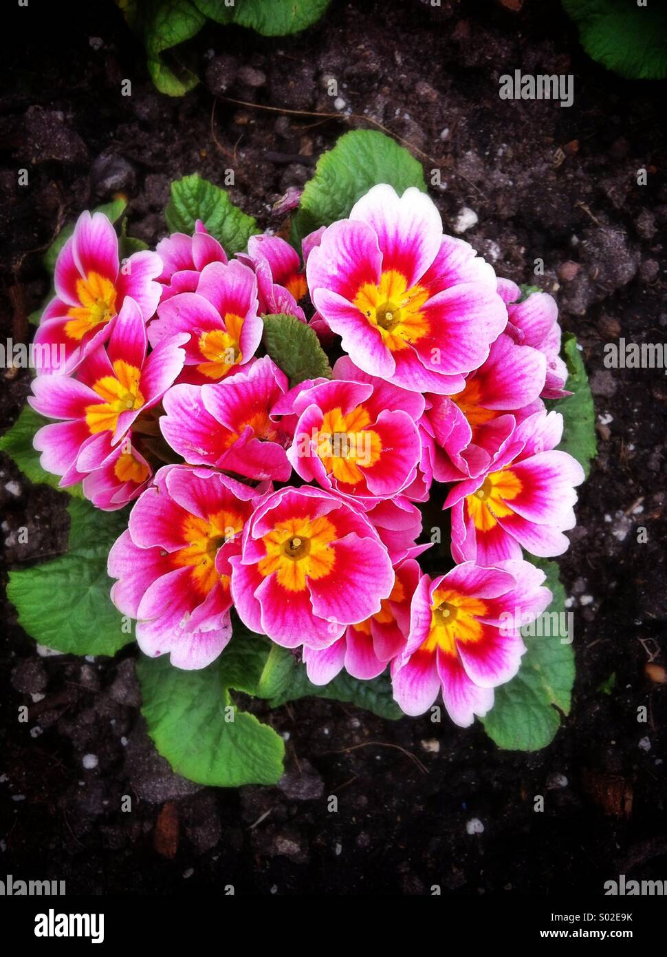 Rosa gelb Primula Blumen Stockfoto