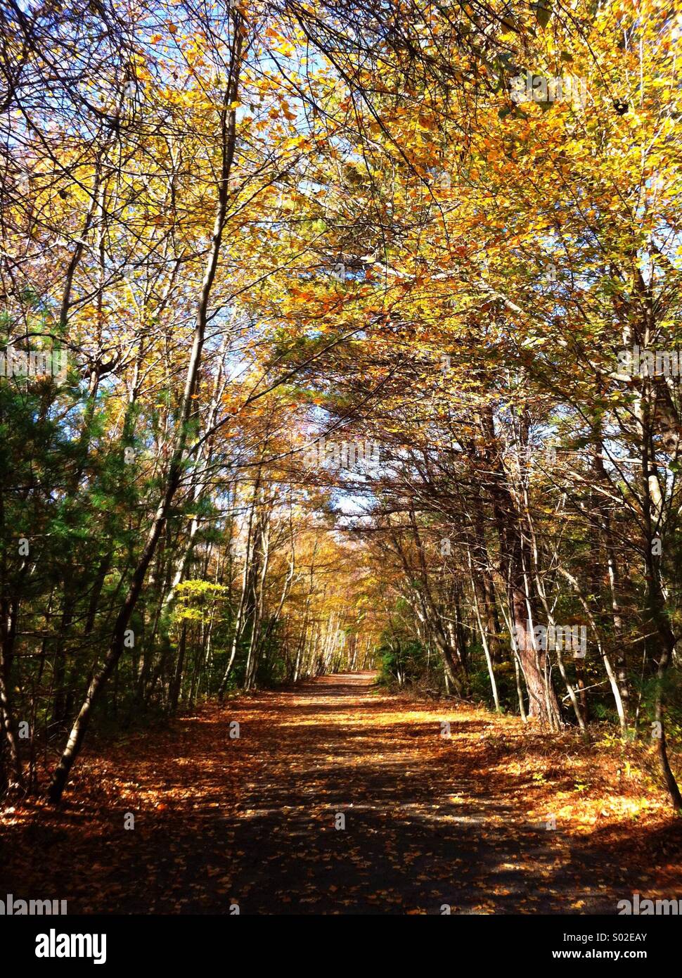 Ein Spaziergang im Wald. Stockfoto