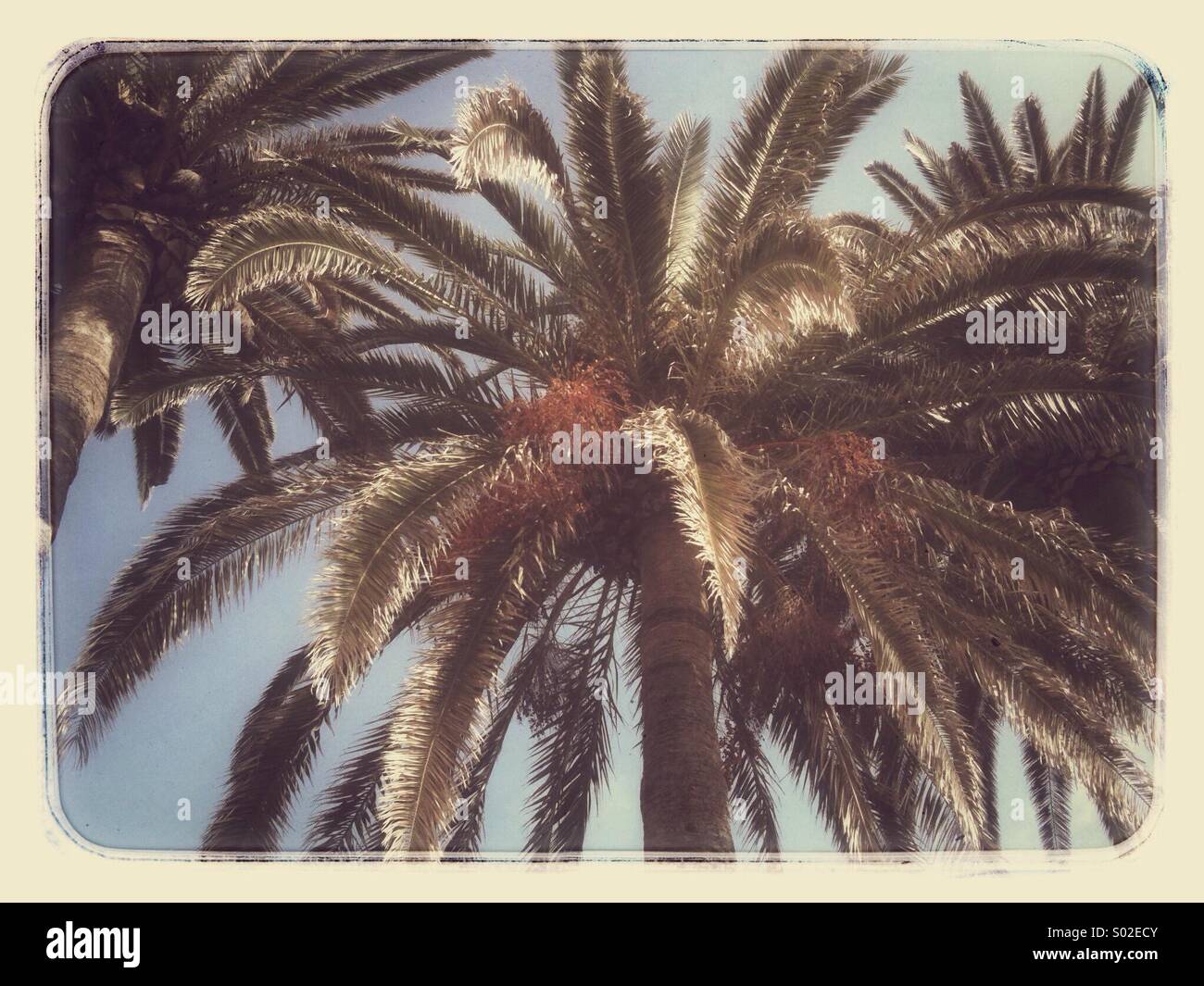 Palme in Nerja an der Costa Del Sol - Smartphone-aufgenommenes Stockfoto
