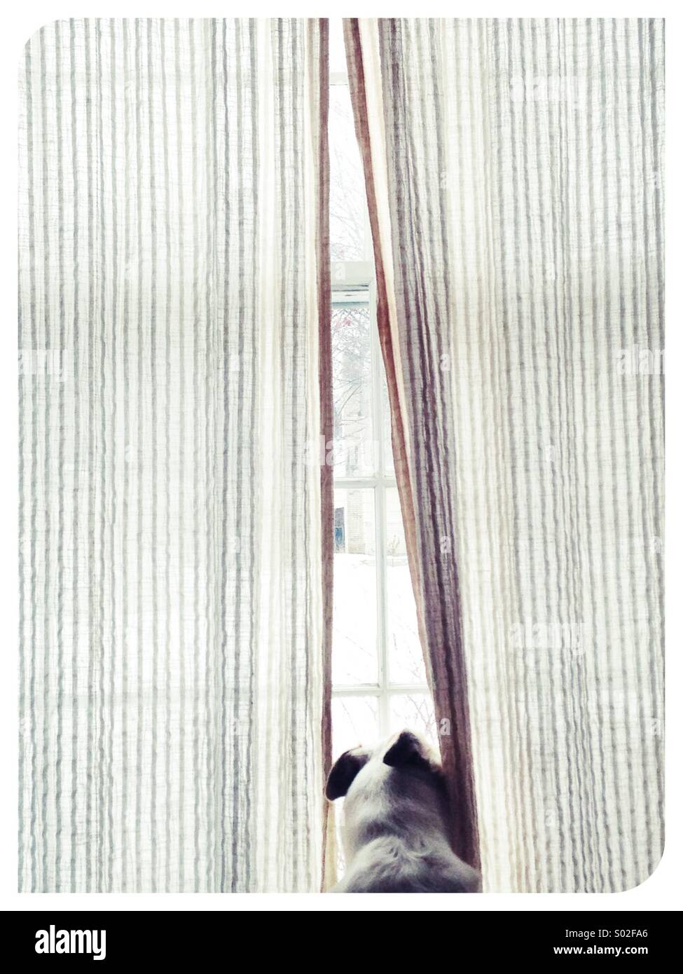 Ein Hund aus einem Fenster zu schauen. Stockfoto