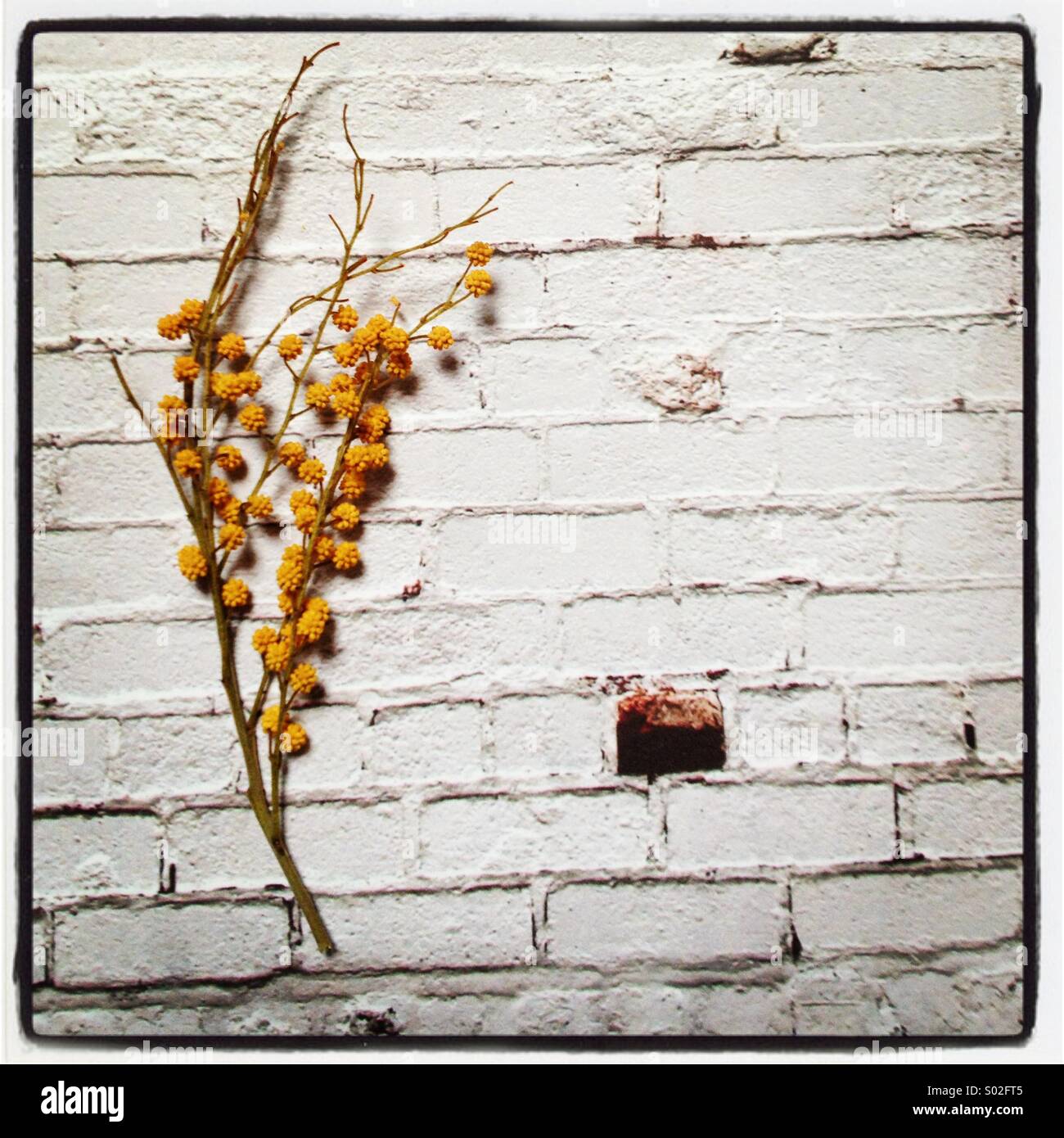 Mimosen auf Wand Stockfoto