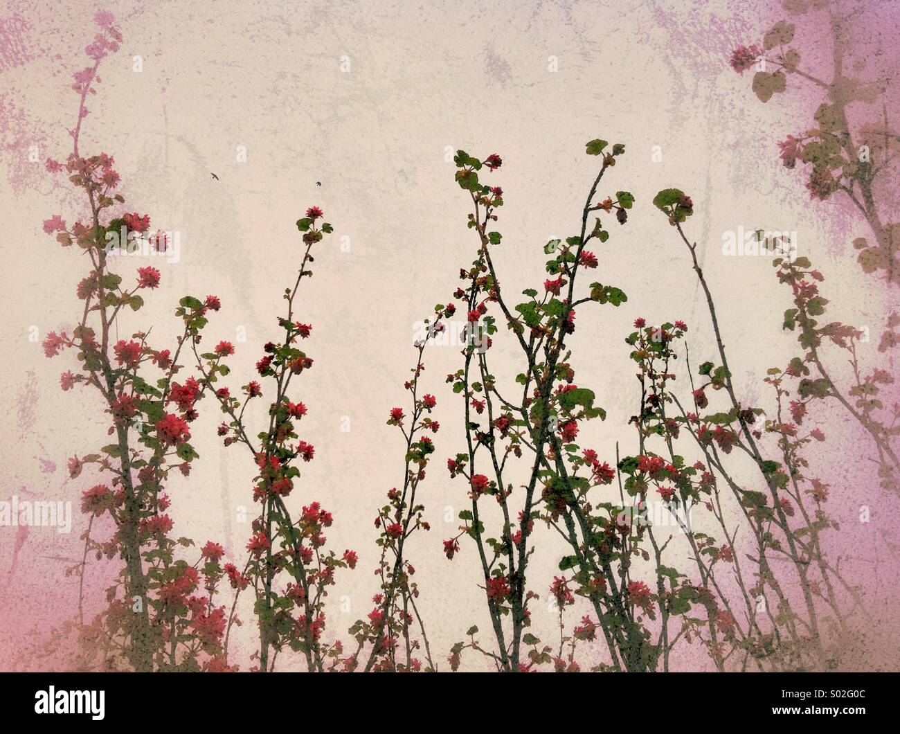 Frühling-Filialen Stockfoto