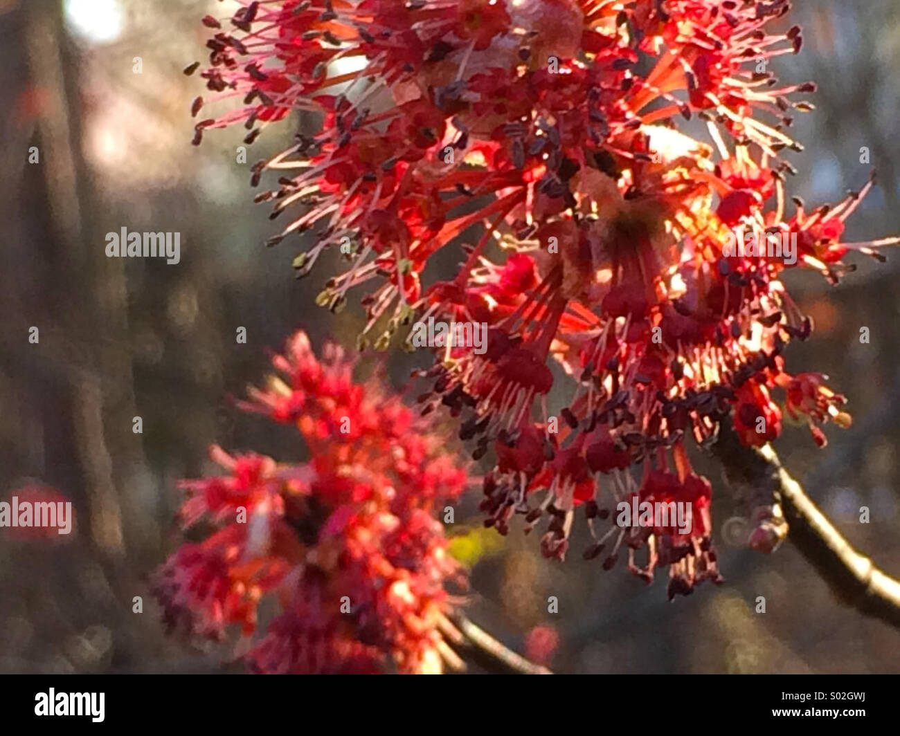 Schönen Ahorn Blüten hinterleuchtet von einer untergehenden Sonne an einem Frühlingsabend in Atlanta, Georgia, USA. Stockfoto