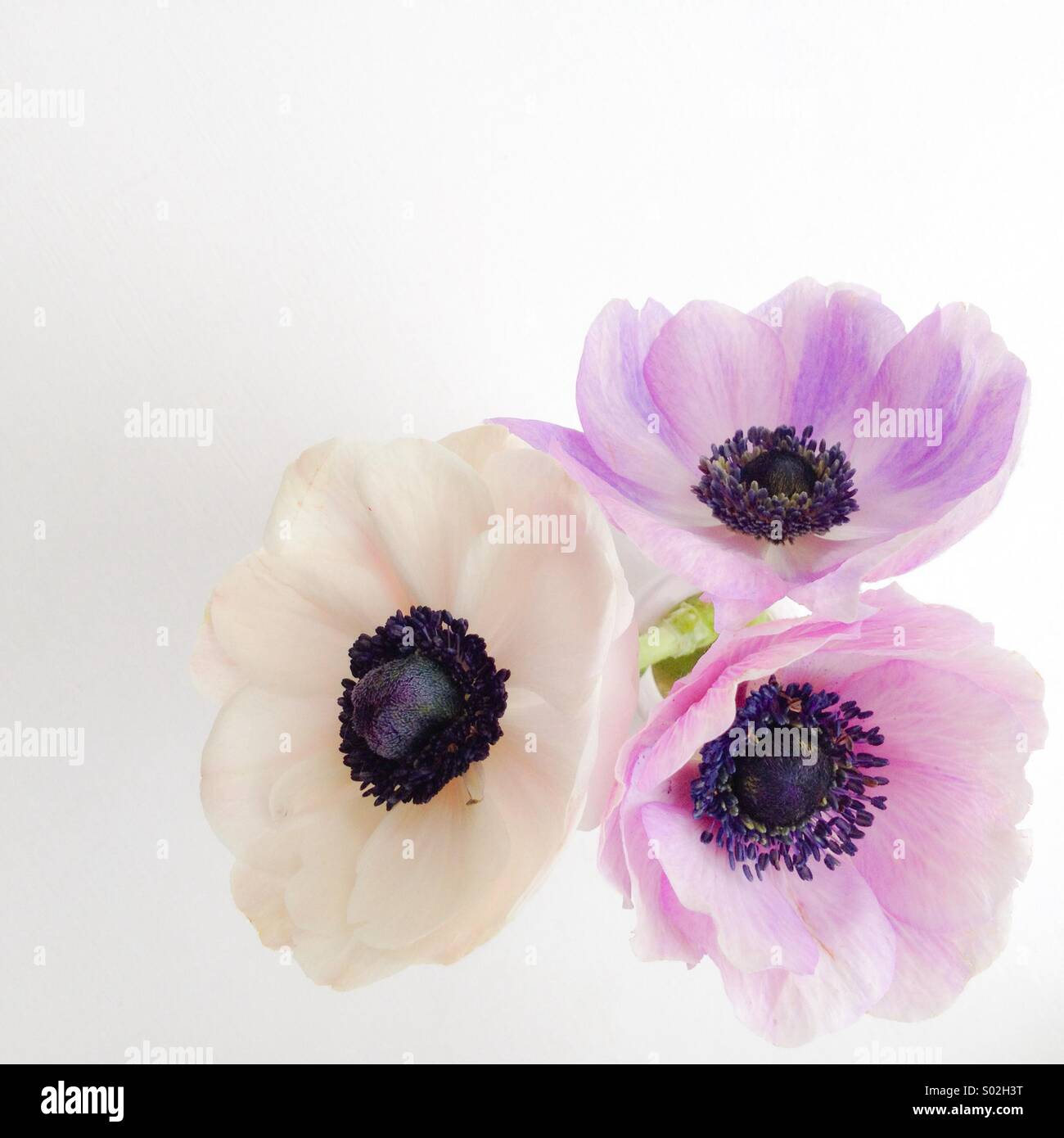 Trio von Anemonen auf weißen Tafel. Eine minimalistische Federanordnung Stockfoto