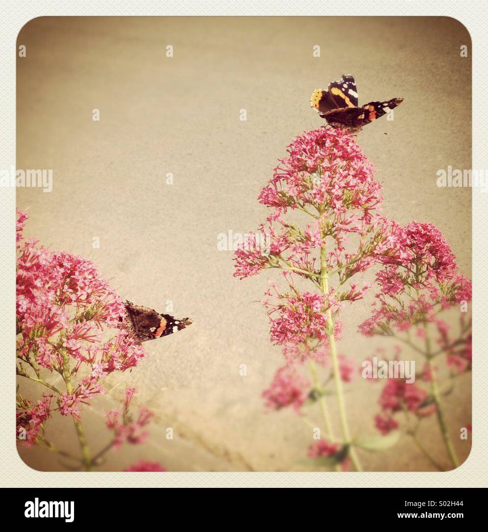 Romantische und nostalgische Bild von Schmetterlingen auf rosa Blüten, Vintage-Hintergrund Stockfoto