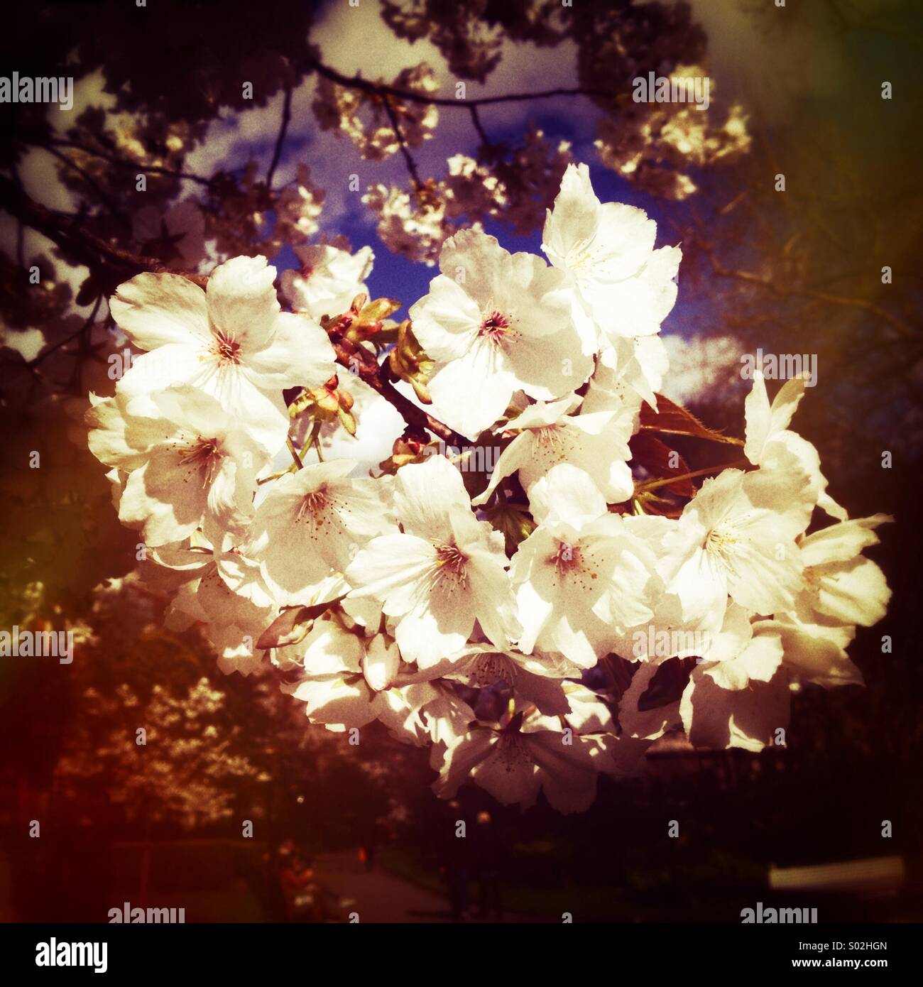 Cherry Blossom - Smartphone-aufgenommenes Stockfoto