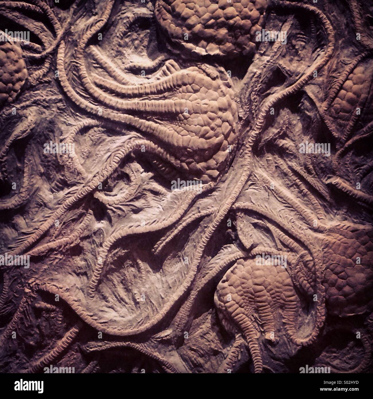 Echinodermen fossilen Stockfoto