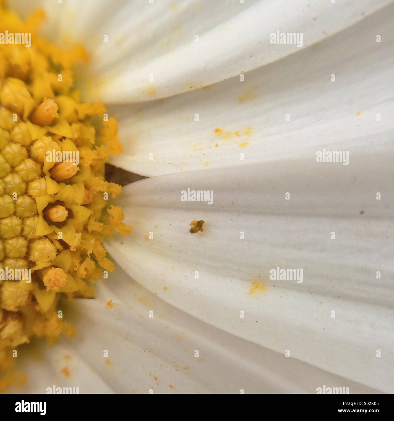Makro von einem White daisy Stockfoto