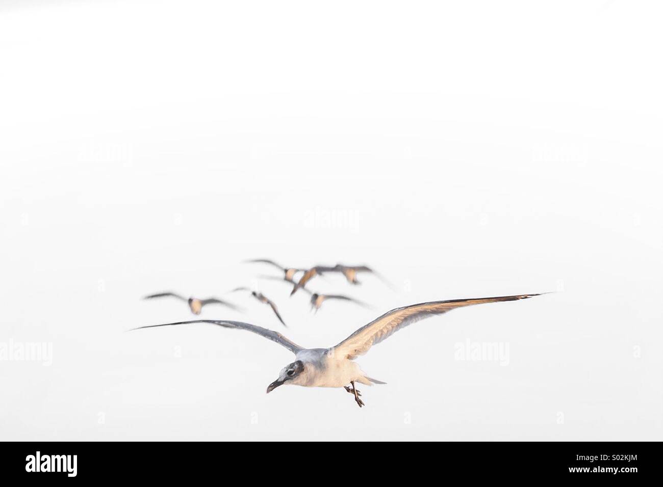 Gaviotas Stockfoto