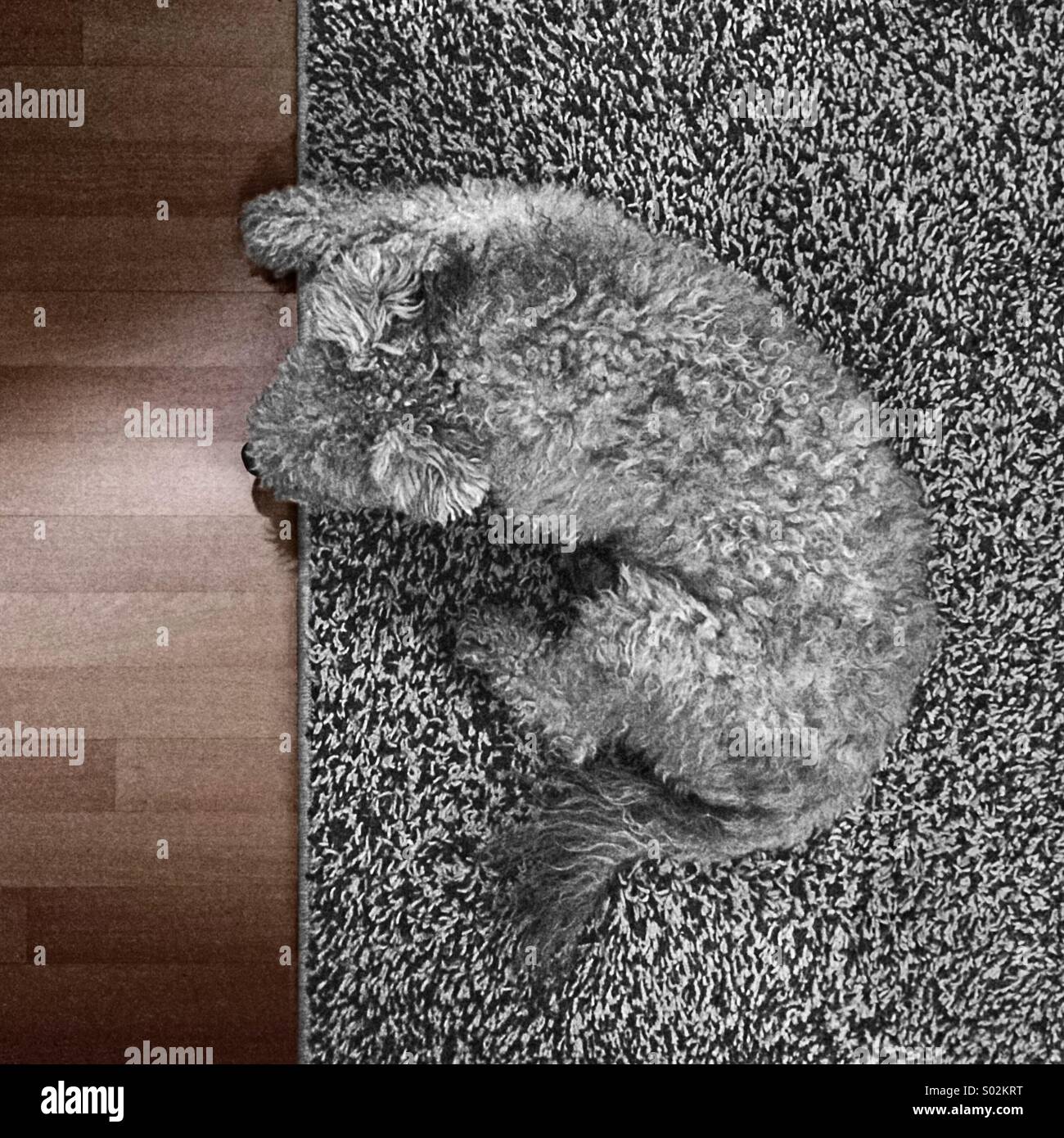 Ein grauer Hund auf einem grauen Teppich Stockfoto