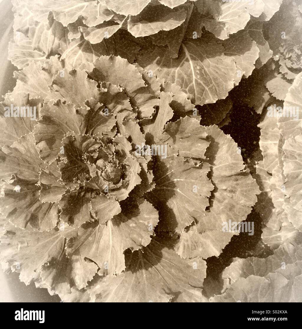 Zier-Kohl - Smartphone-aufgenommenes Stockfoto