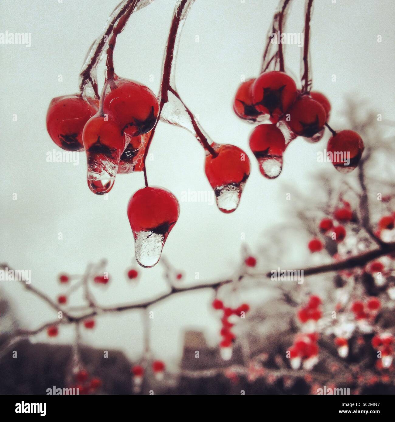 Gefrorenen Wassertropfen auf roten Beeren im winter Stockfoto