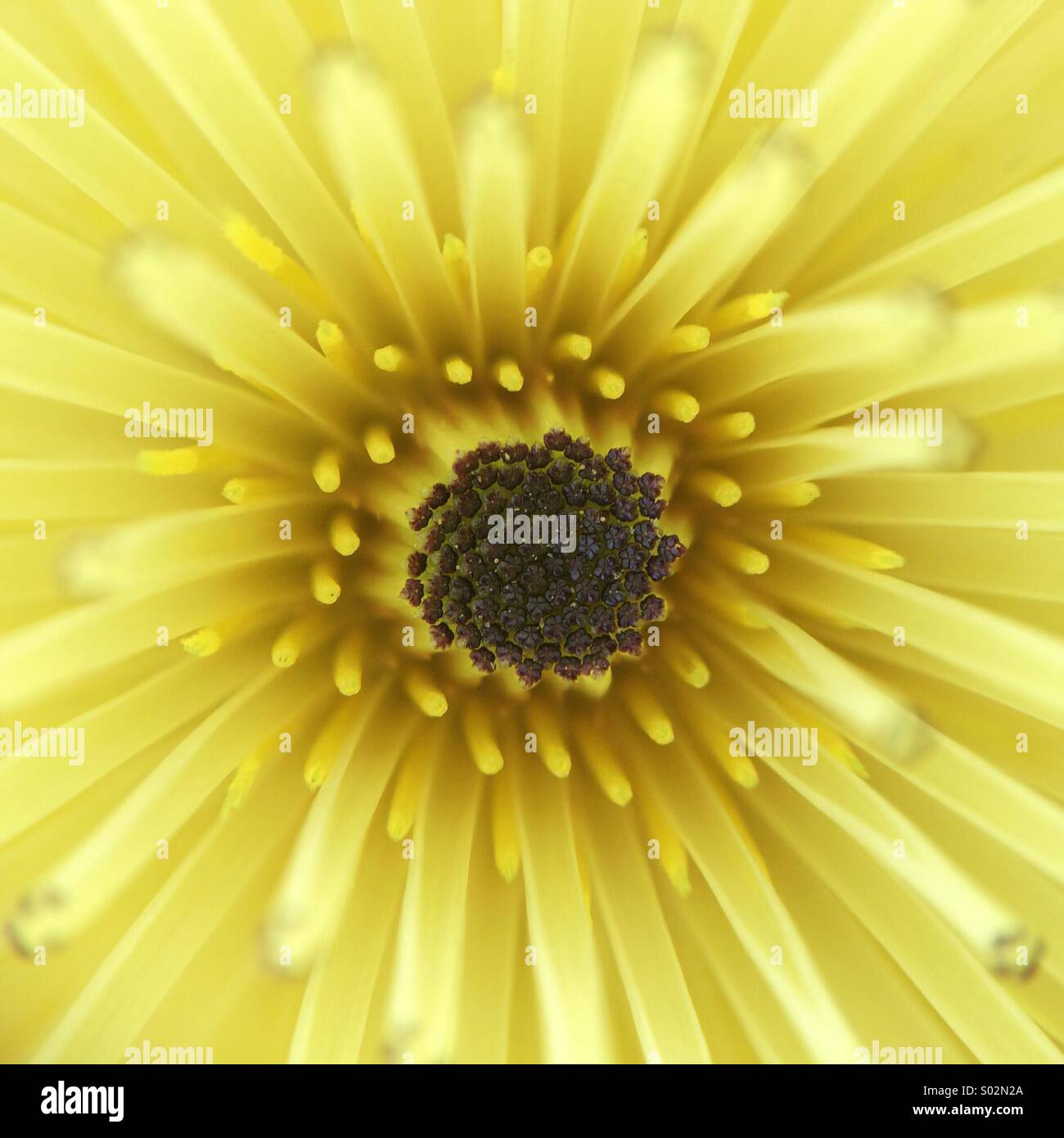 Makro von der Mitte einer gelben Blume mit mehreren Blütenblättern. Stockfoto