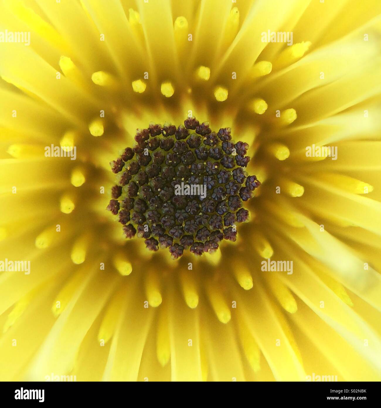Blume Mit Gelben Blüten 7 Buchstaben Gelbe Blume Stockfotos und -bilder Kaufen - Alamy
