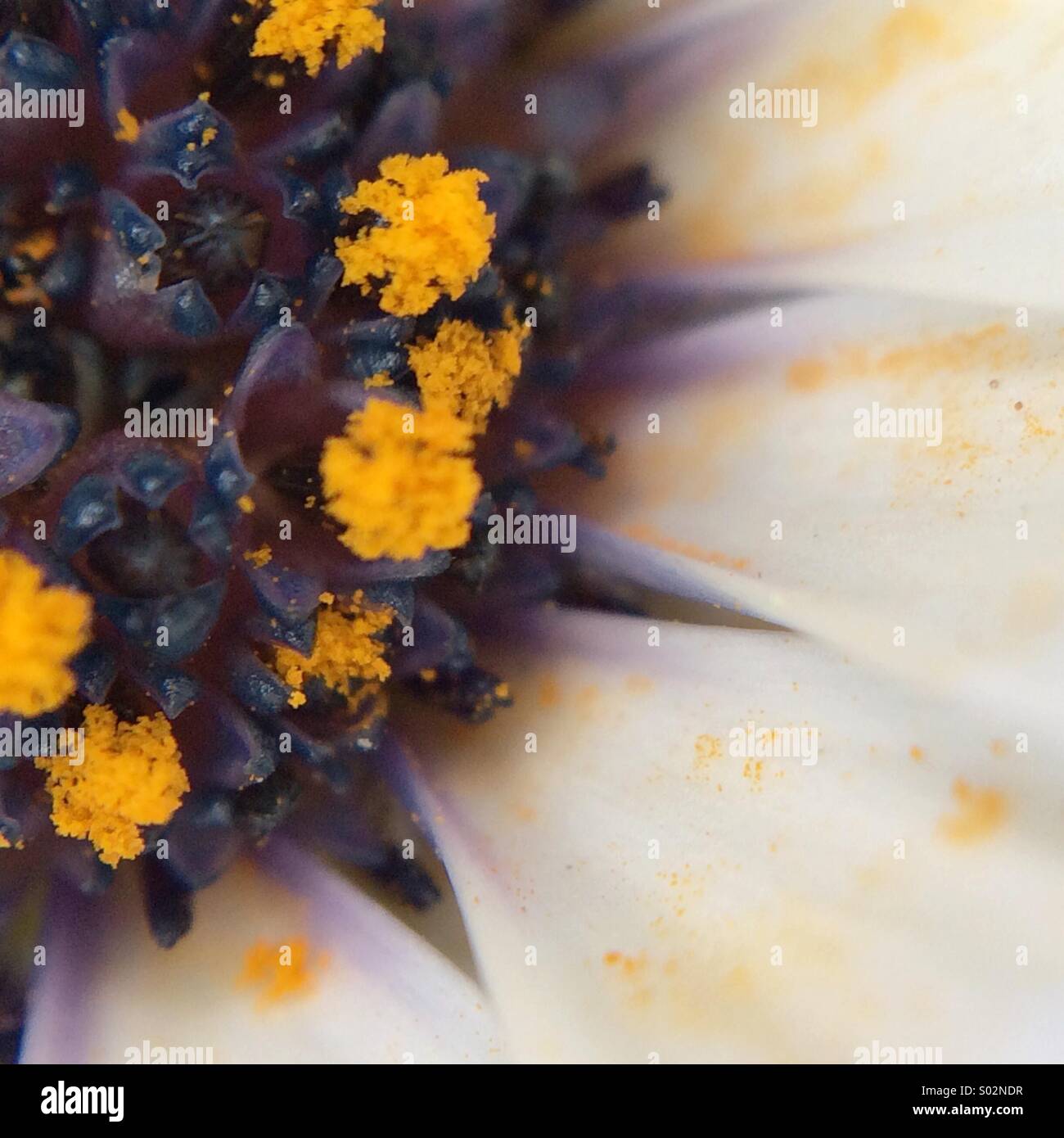 Makro-Teilansicht einer Osteospermum Fructicosum Blume. Stockfoto