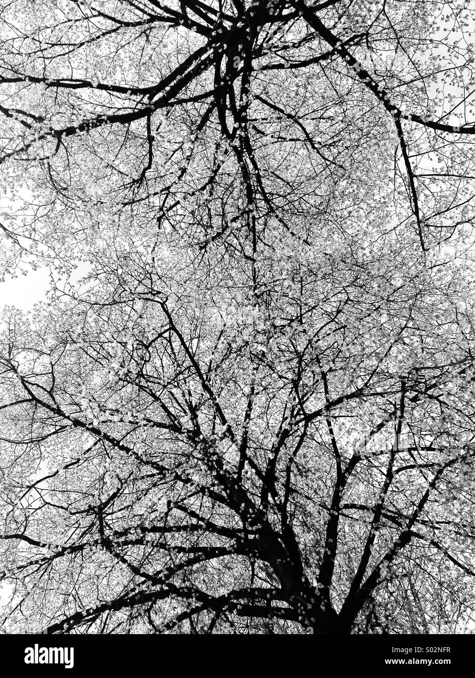 Licht durch die Bäume Stockfoto