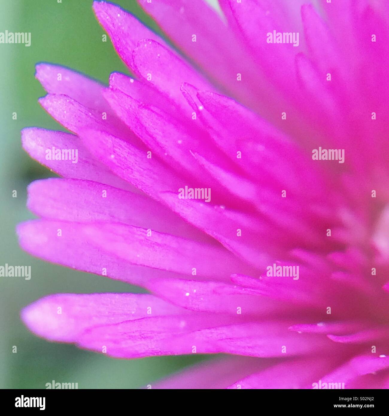 Partielle Makro-Ansicht einer rosa Blume. Stockfoto