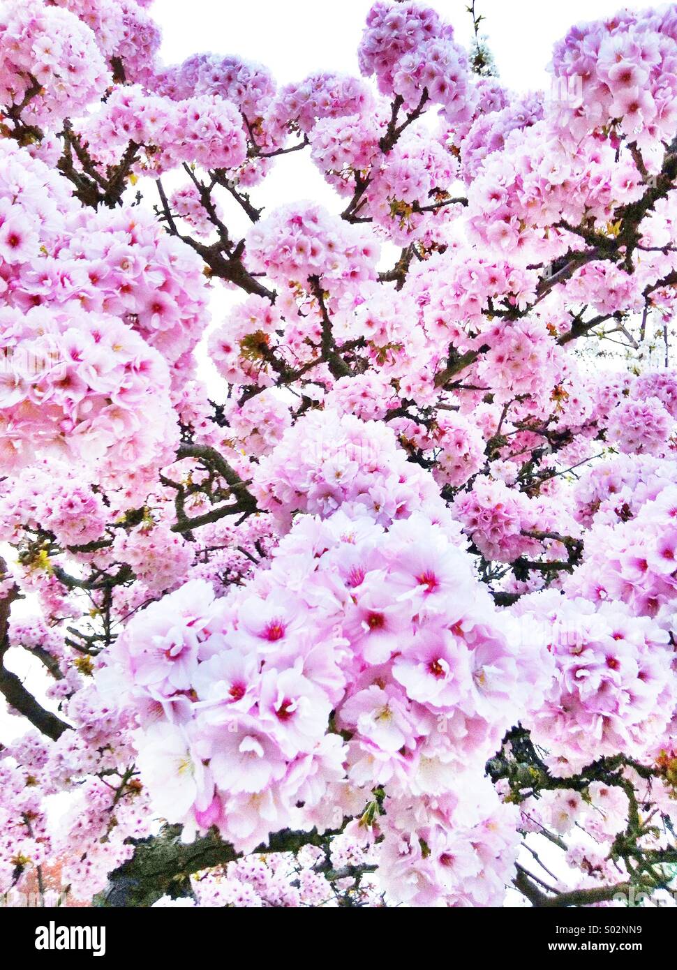 Rosa Frühlingsblüten Stockfoto
