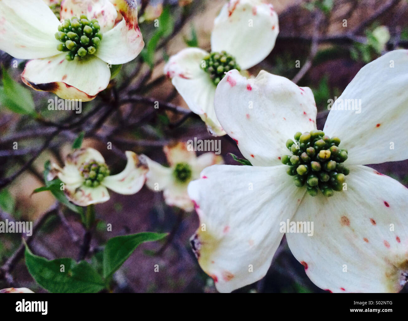 Atlanta, Georgia Hartriegel Blüten. Stockfoto