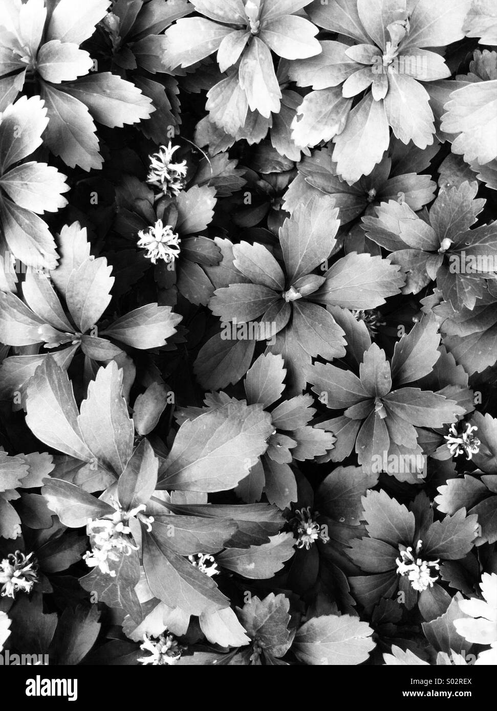 monochrome floral Komplexität Stockfoto