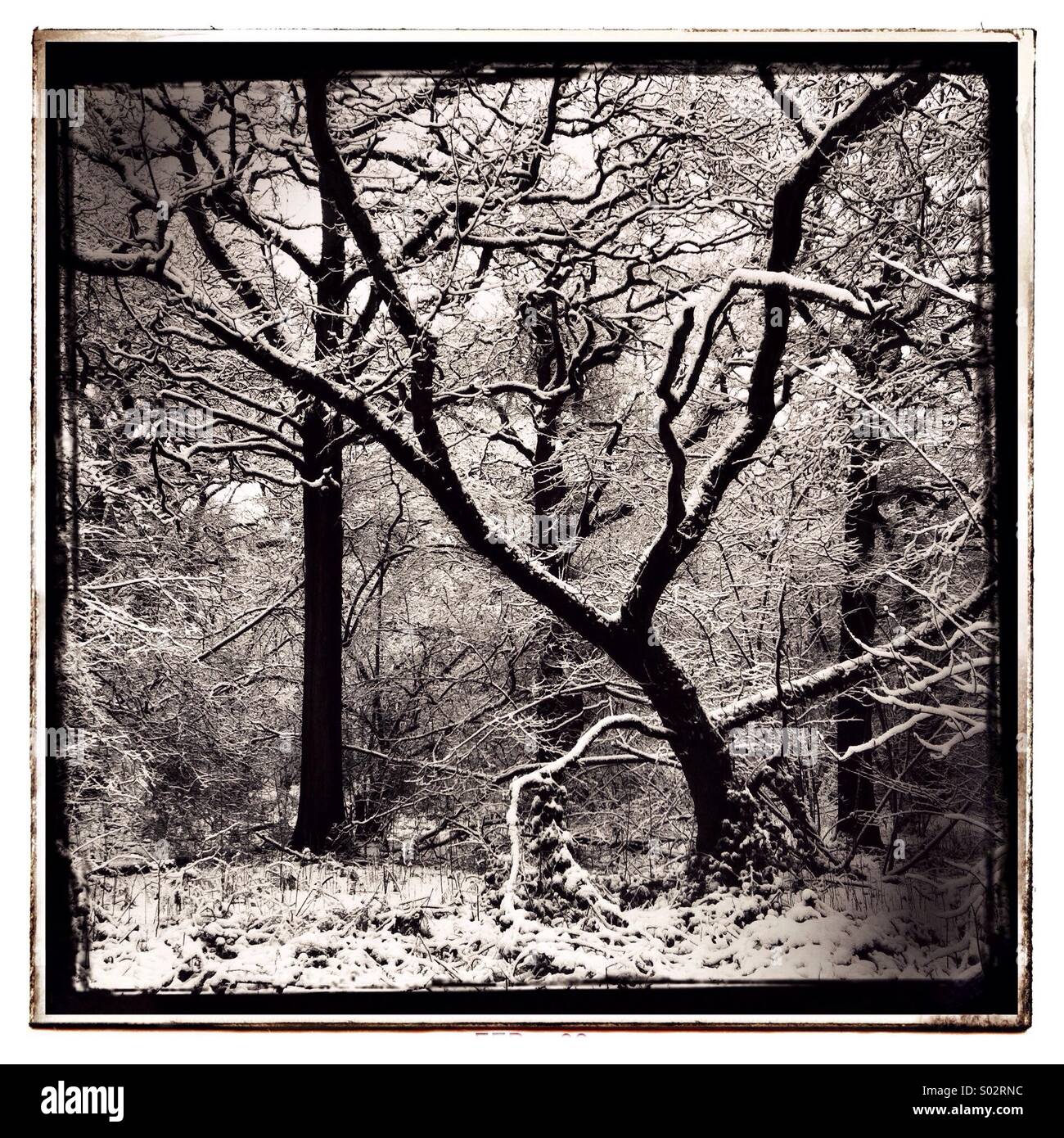 Wald im Winter Stockfoto