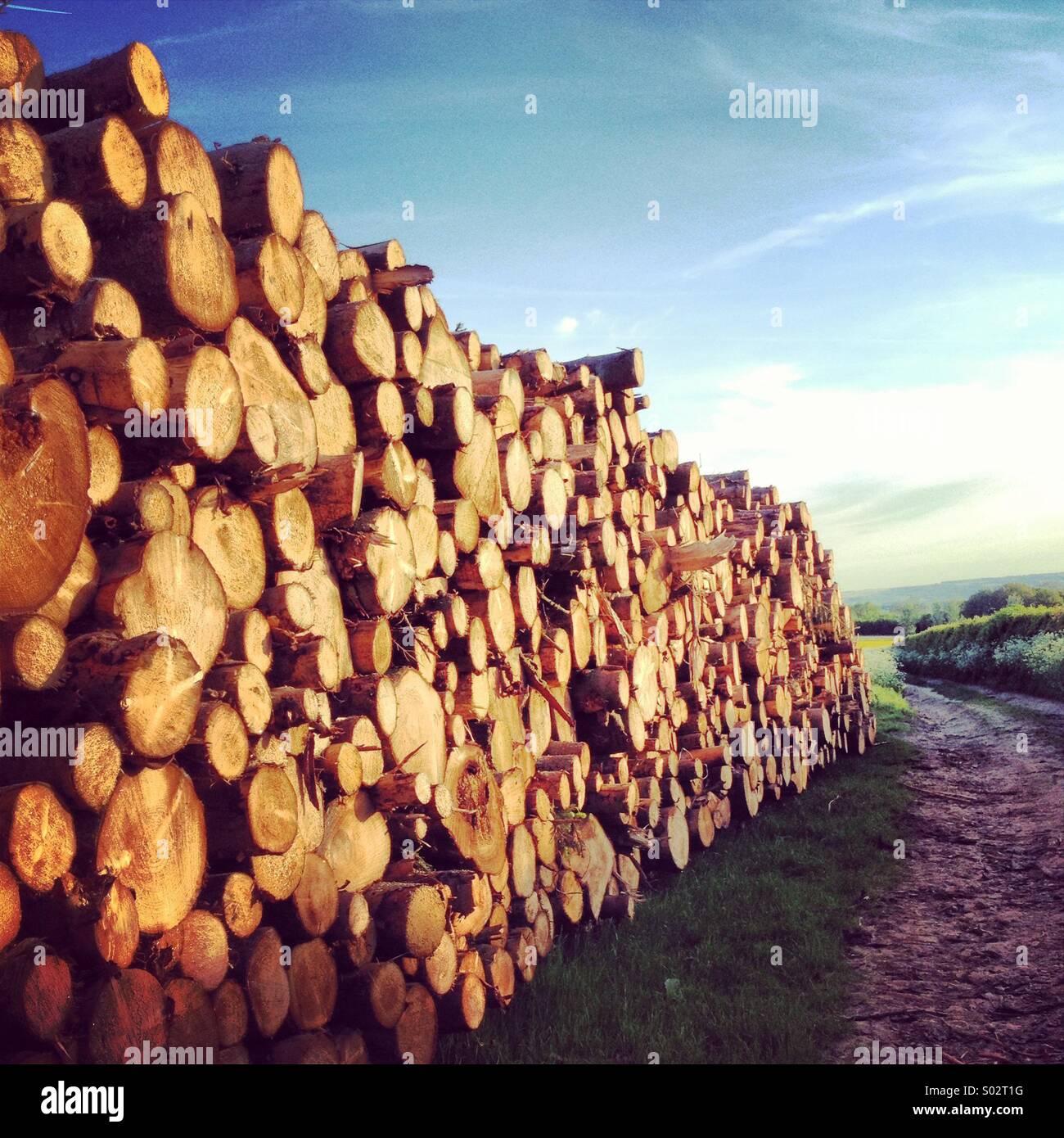 Gestapelte Holzscheite in der offenen Landschaft durch einen Wanderweg - Smartphone-aufgenommenes Stockfoto