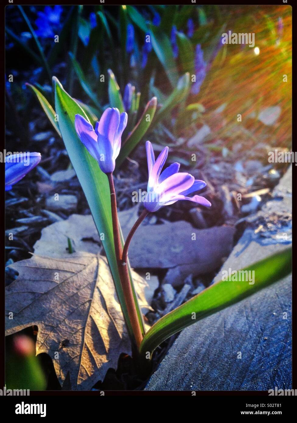 Kleinen blauen Frühlingsblumen im Garten (Ruhm des Schnees - Chionodoxa Luciliae) Stockfoto