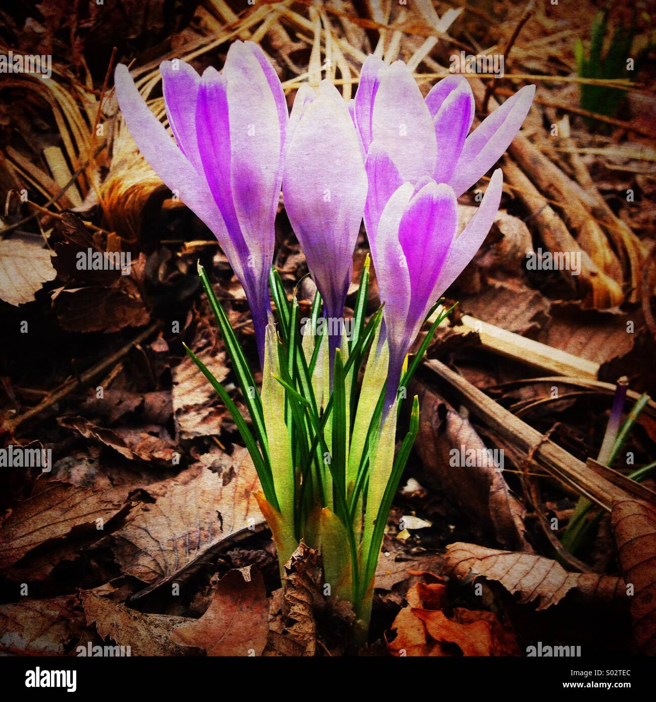 Krokusse. - Smartphone-aufgenommenes Stockfoto