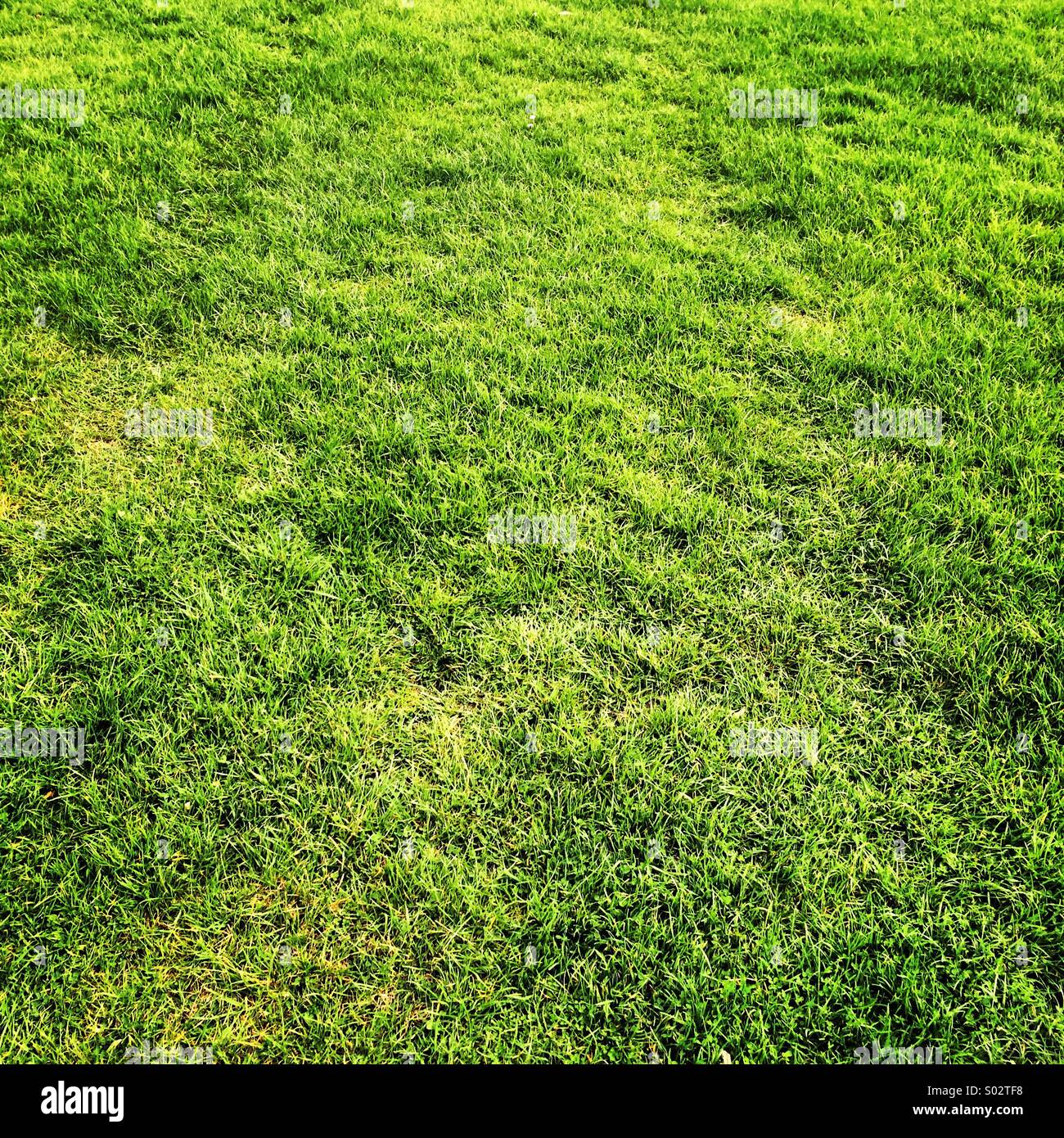 Grass. Stockfoto