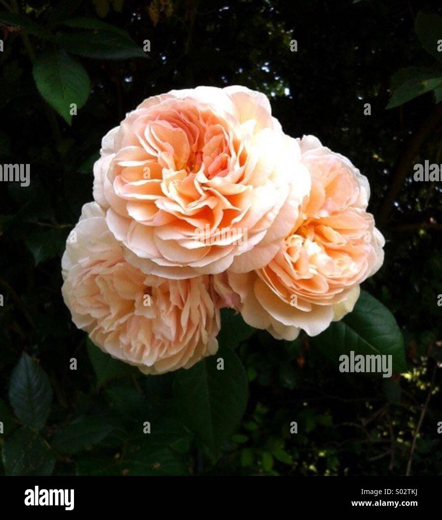 Rosen im Bauerngarten - Smartphone-aufgenommenes Stockfoto