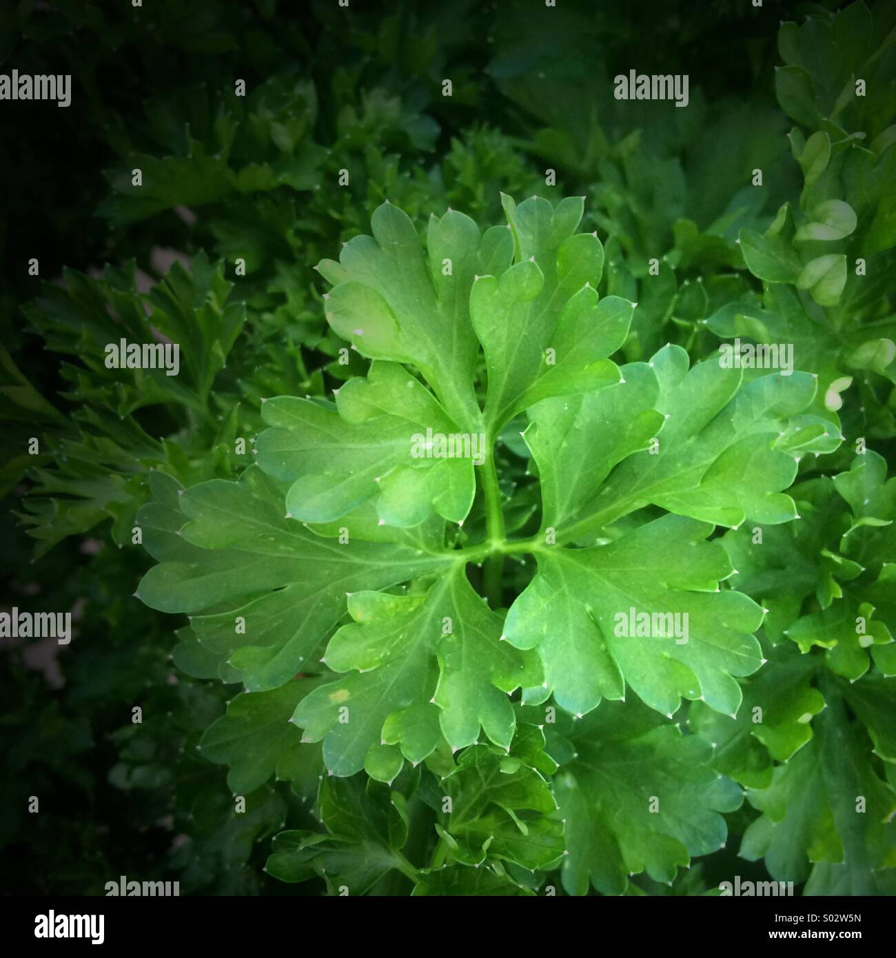 Petersilie - Smartphone-aufgenommenes Stockfoto