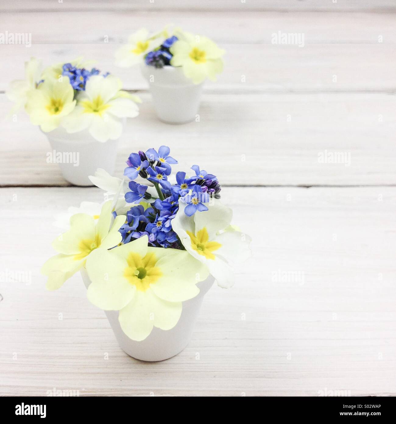 Frühling Blumen Stockfoto