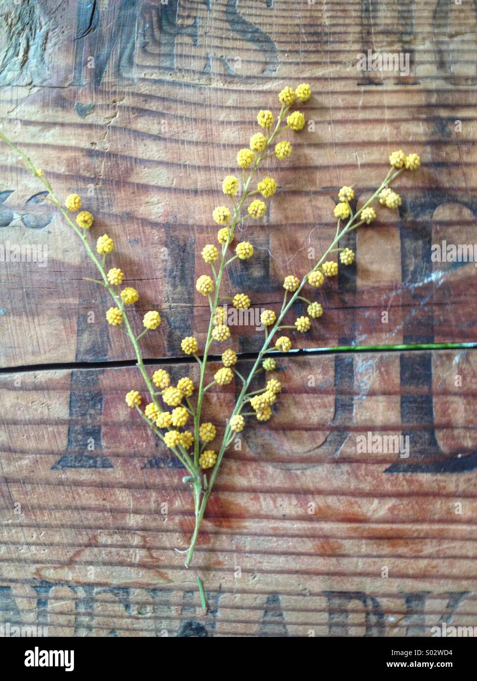 Getrocknete Mimosen auf Holz Stockfoto