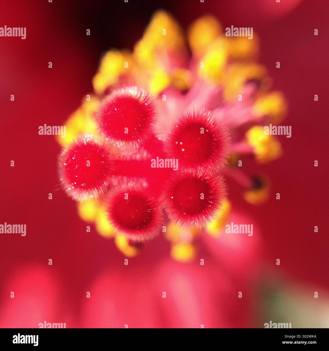 Makro einer roten Hibiskus Blume. - Smartphone-aufgenommenes Stockfoto
