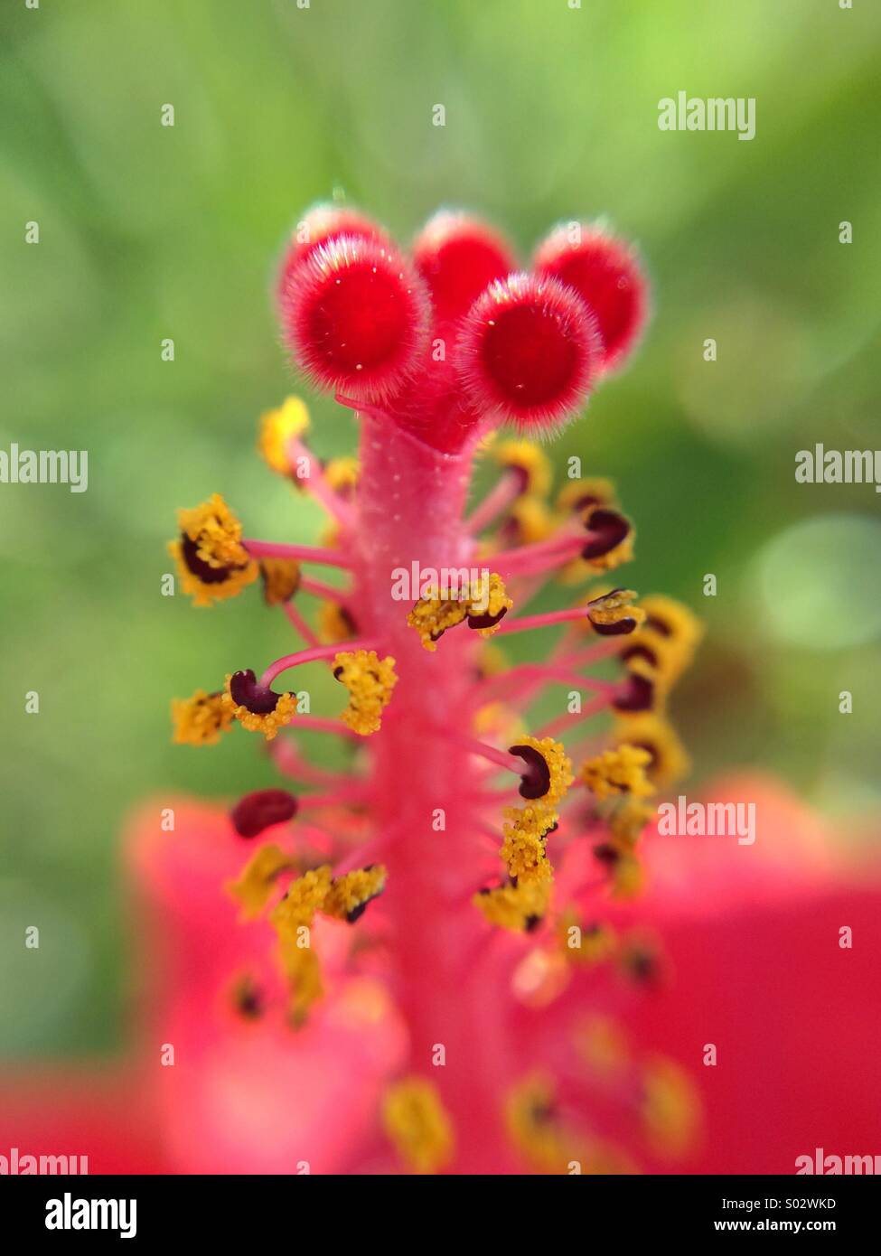 Makro einer roten Hibiskus Blume. - Smartphone-aufgenommenes Stockfoto