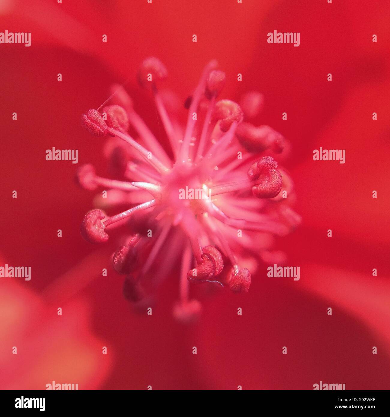 Makro einer roten Hibiskus Blume. - Smartphone-aufgenommenes Stockfoto