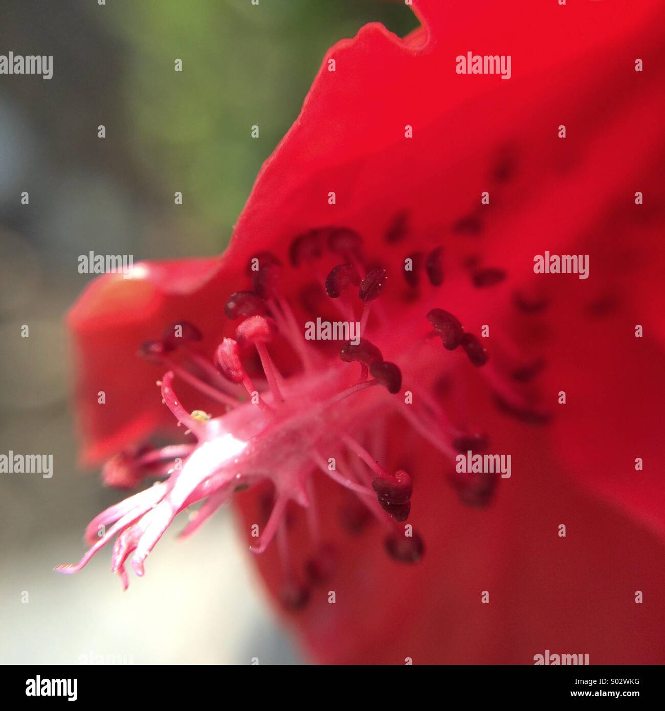 Makro einer roten Hibiskus Blume. - Smartphone-aufgenommenes Stockfoto