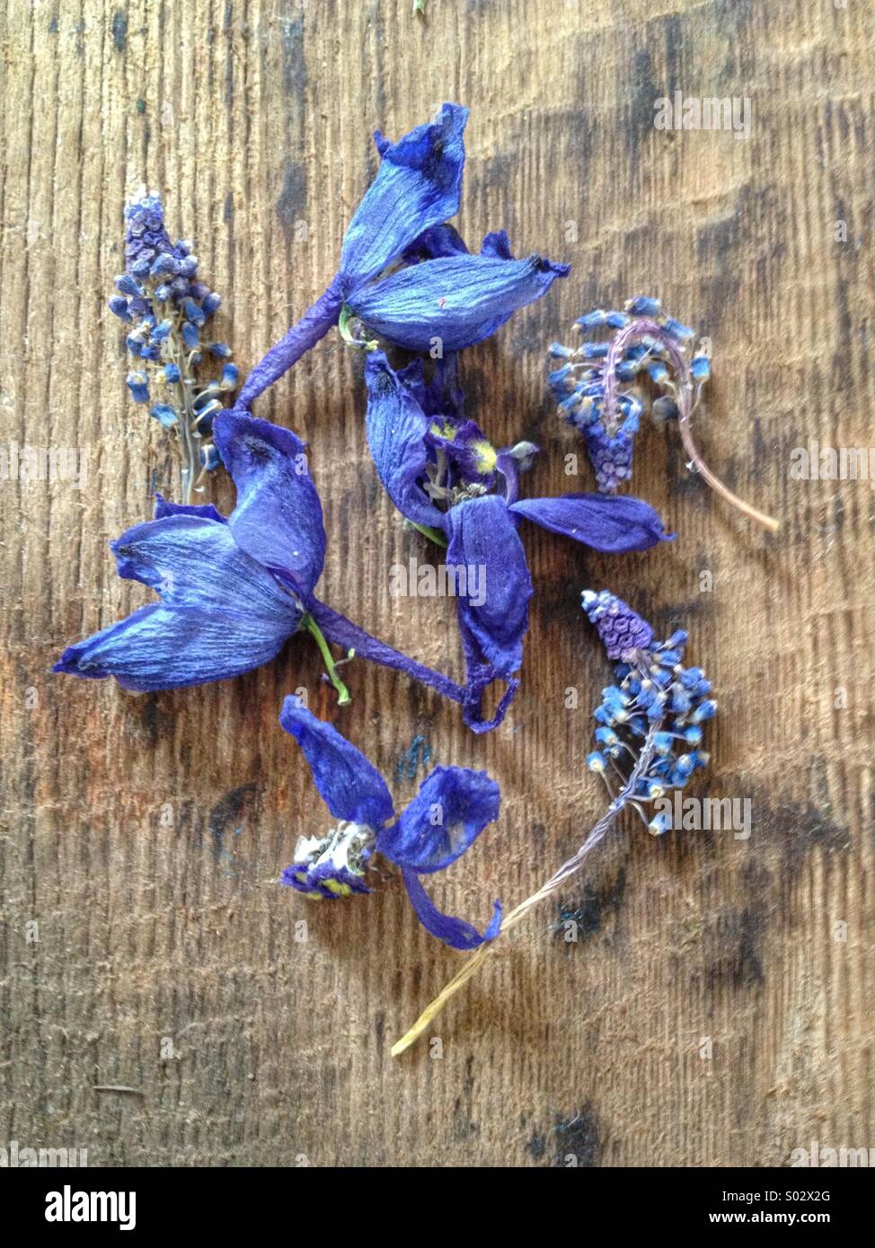 Blaue Blumen Stockfoto