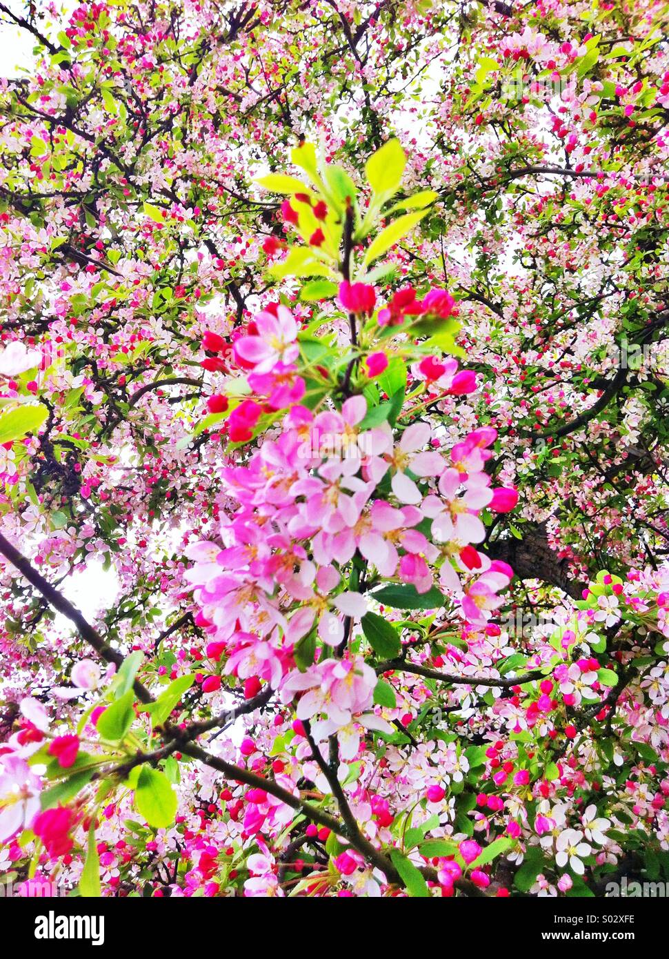 Rosa Frühlingsblüten Stockfoto