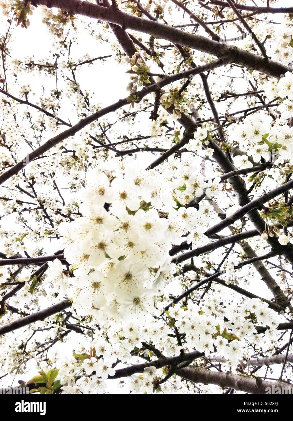 Weißen Kirschblüten Blumen Stockfoto