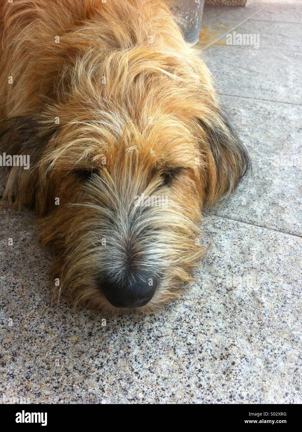 Fauler Hund schlafen Stockfoto