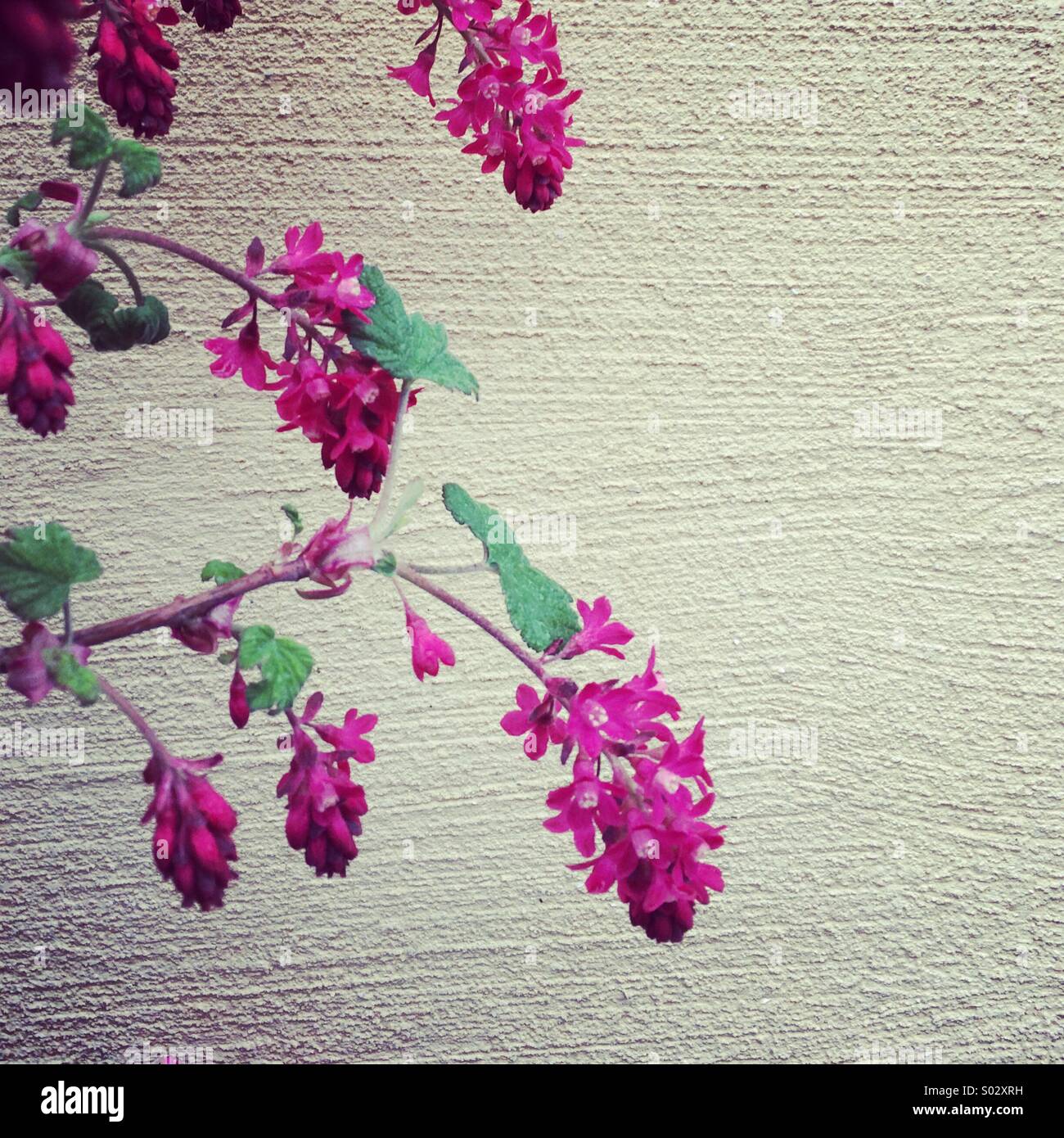 Lila Blumen - Smartphone-aufgenommenes Stockfoto