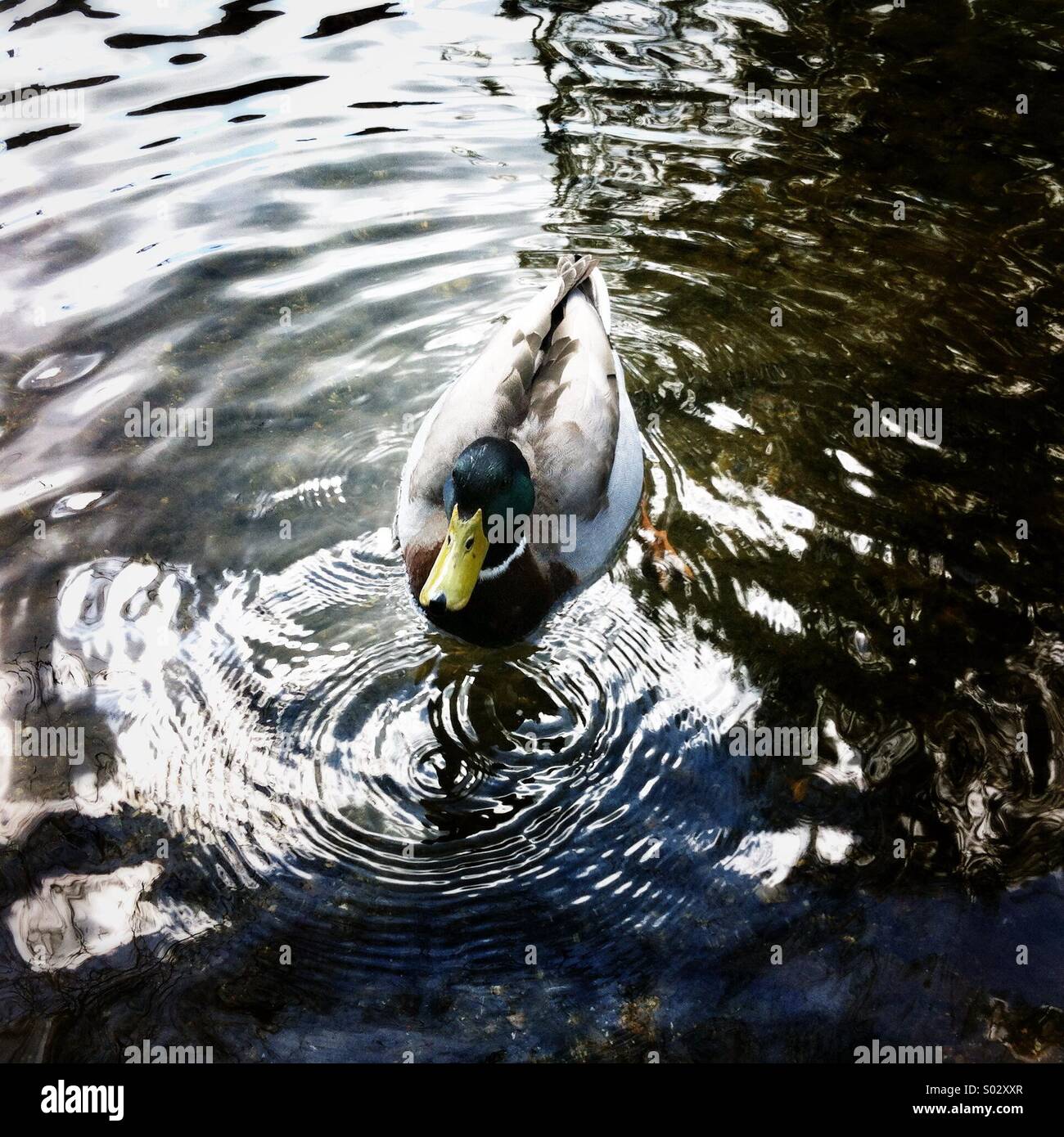 Barbarie-Ente - Smartphone-aufgenommenes Stockfoto